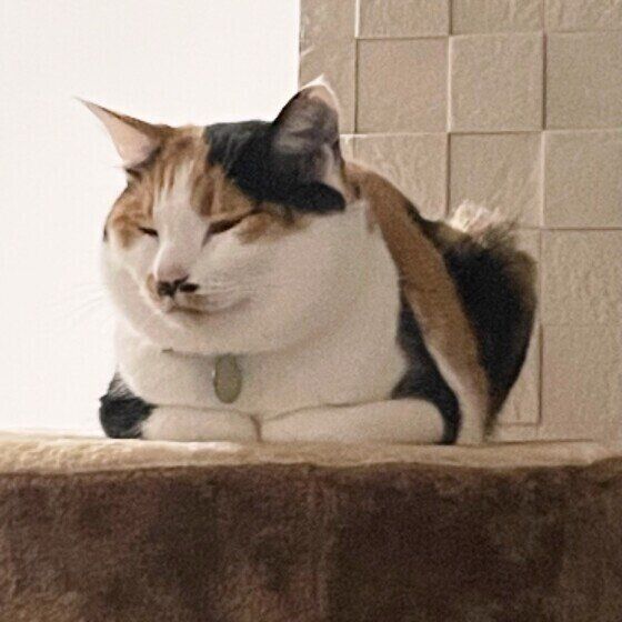 香箱座りするモミジちゃん（MIX）