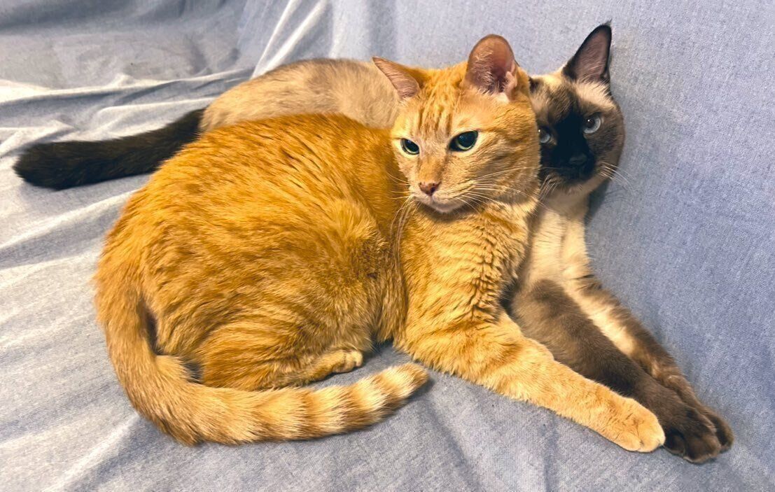 くっつくなみちゃんと1号くん