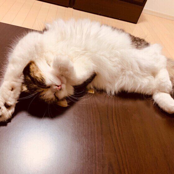 ヘソ天で寝るマンチカン