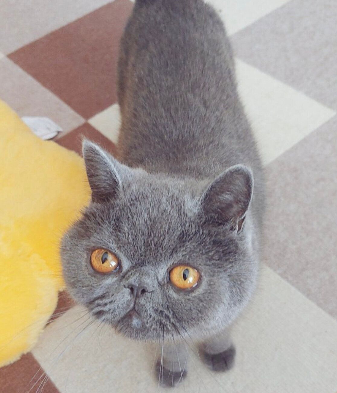 上目遣いをするつみれくん