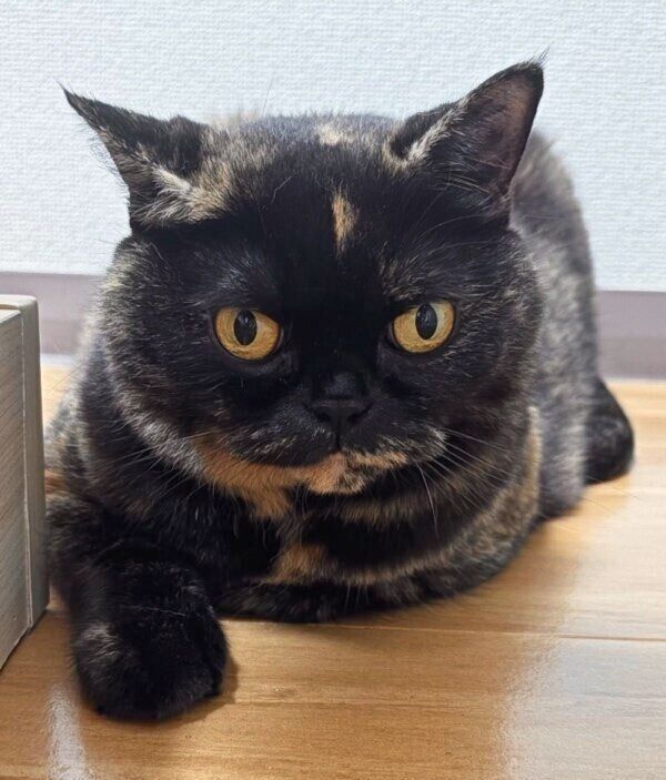 カメラ目線のめいちゃん