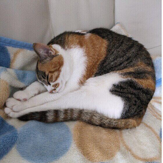 ミケのルビイちゃん