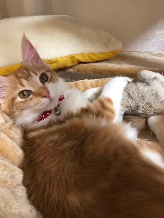 ぬいぐるみに手を添えるキジトラ