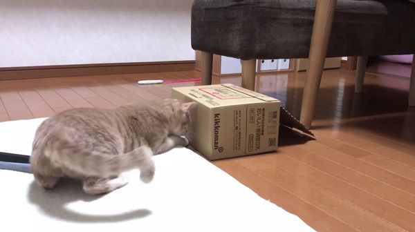 箱争奪戦を繰り広げるネコ