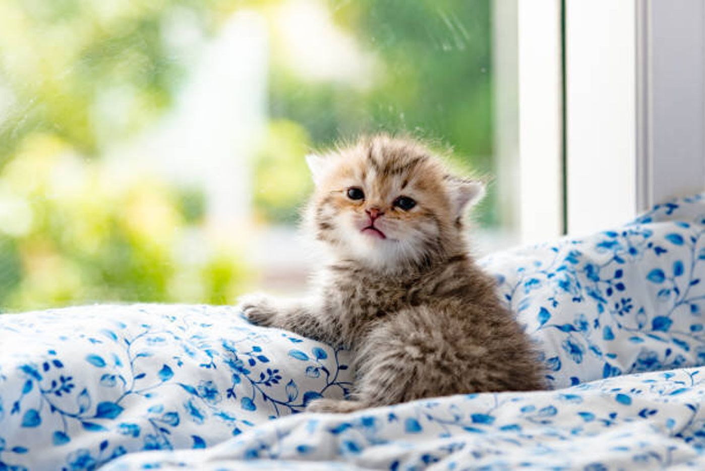 子猫の成長はあっという間 成長過程で飼い主さんが やってはいけないこと 3つ ねこのきもちweb Magazine 子猫の成長はあっという間 成長過程で飼い主さんが やってはいけないこと 3つ ねこのきもちweb Magazine