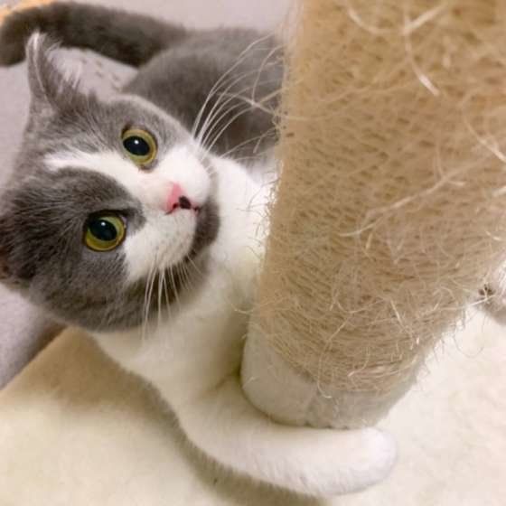 スコティッシュフォールド爪とぎ