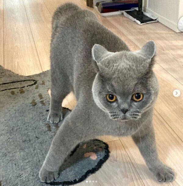 独特のステップを見せるトロくん