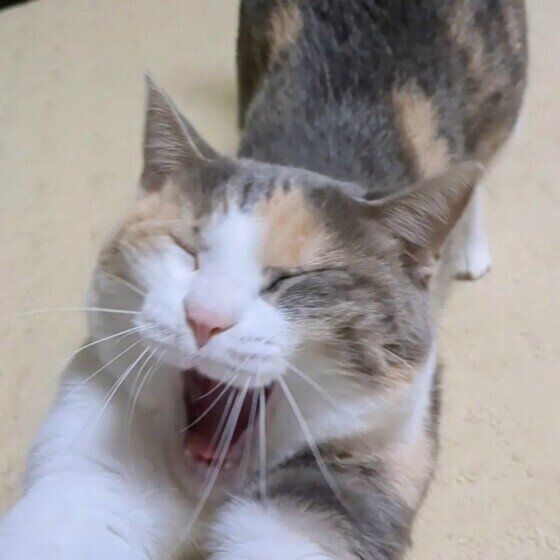 伸びをする三毛猫