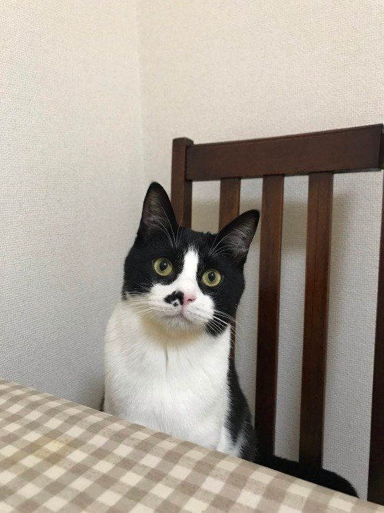 テーブルでご飯を待つMIX黒×白らん丸くん