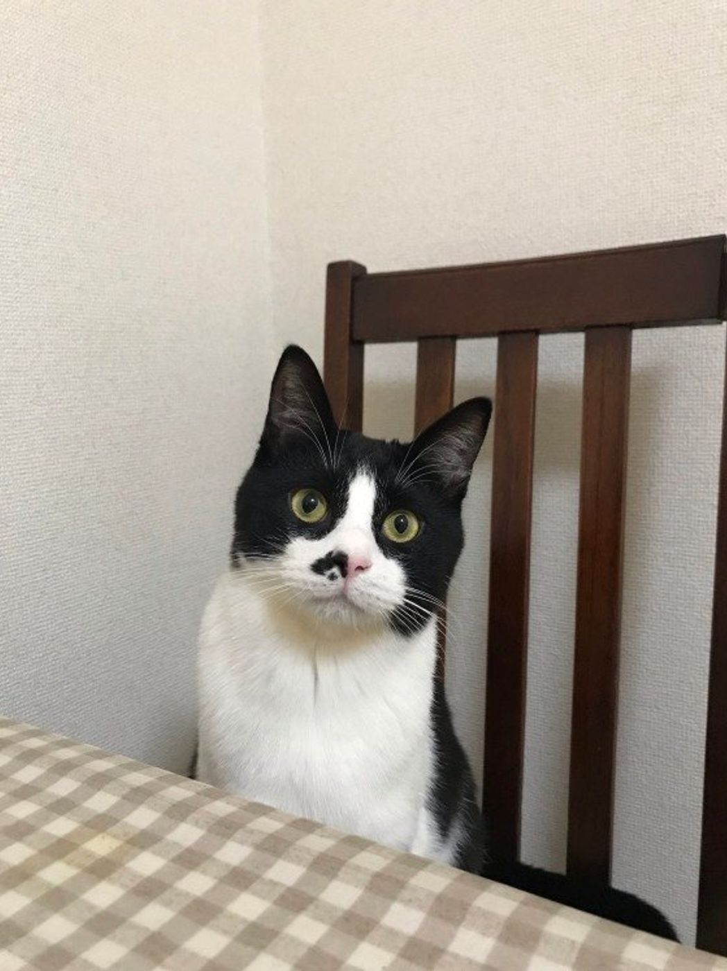 誰かに話したくなる 猫の意外な生態ネタ 5選 ねこのきもちweb Magazine 誰かに話したくなる 猫の意外な生態ネタ 5選 ねこのきもちweb Magazine
