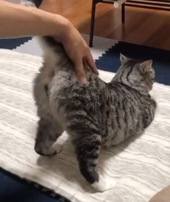 「おしりトントン」が好きな影丸くん