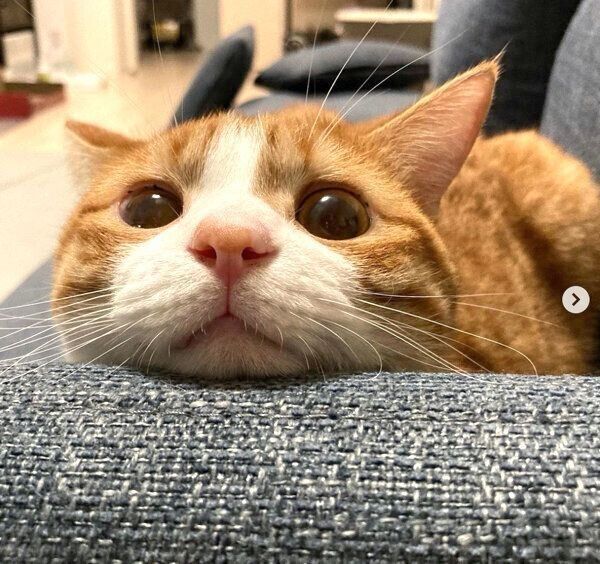 くつろぐいなりくん