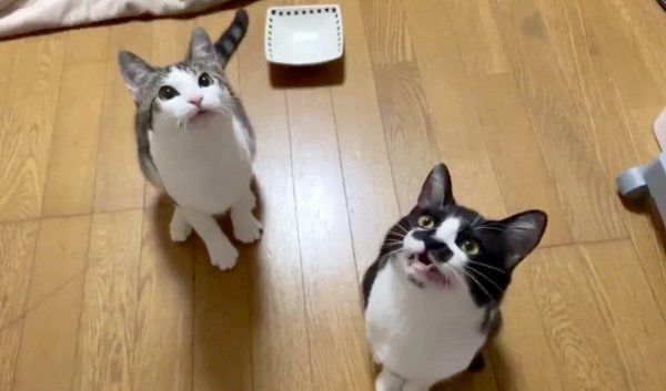 大合唱するレンちゃんとハリーちゃん