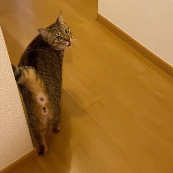 飼い主さんを案内するもあくん