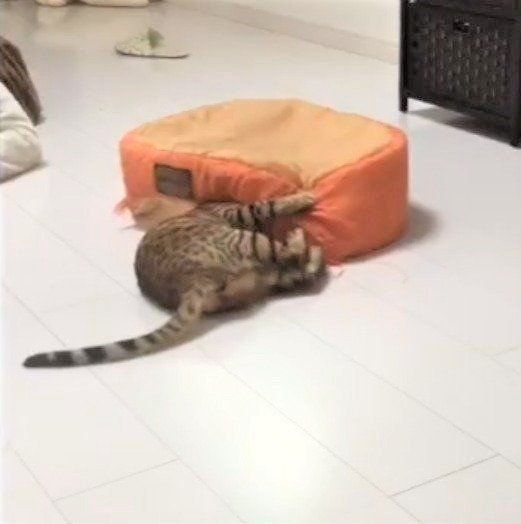 ベッドに猫キック