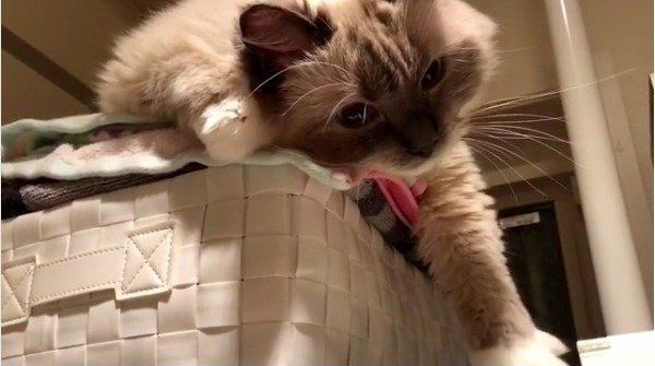 グーパーニャンコ