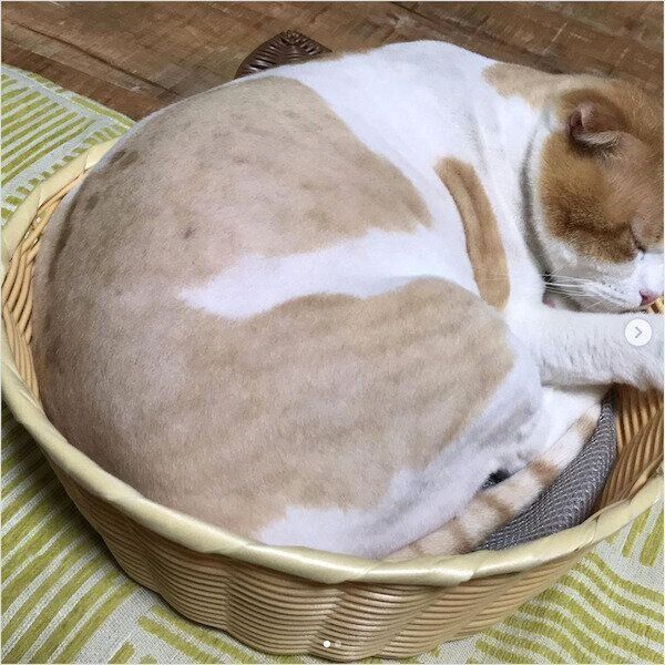 ダイソーの猫グッズ