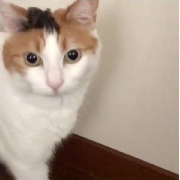 モデルニャンコ