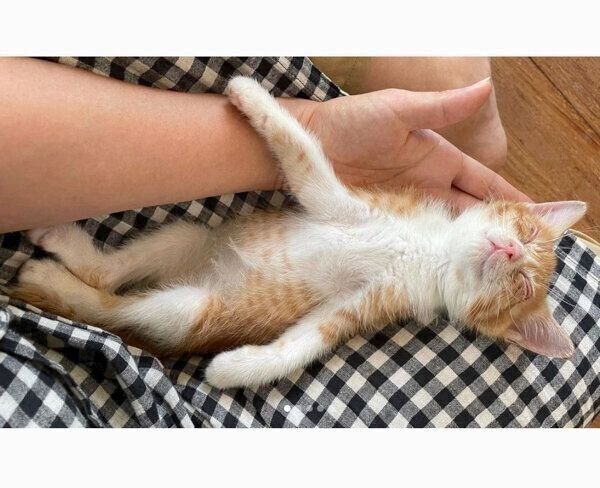 ヘソ天するチャーちゃん