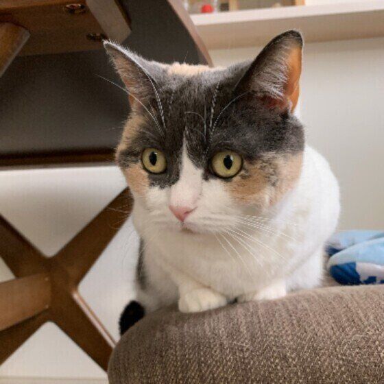 くつろぐマンチカン