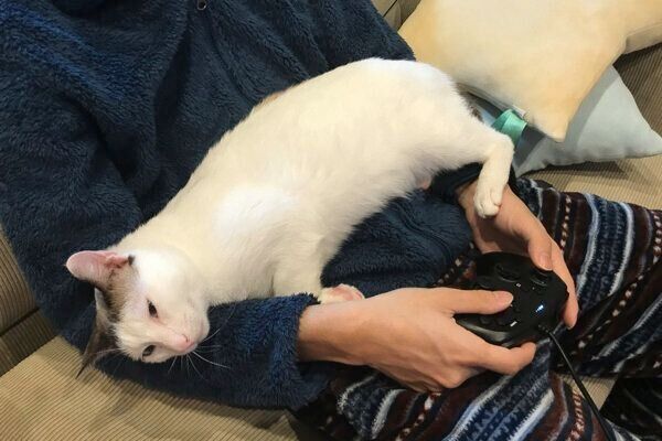 かまってもらいたいつくねくん