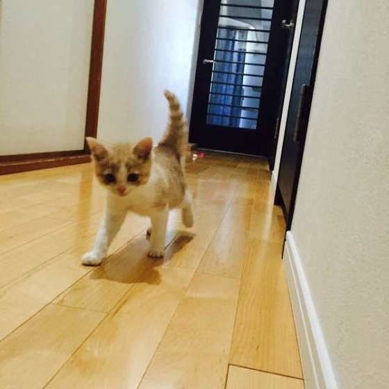 はじめての廊下を歩くスコティッシュフォールド