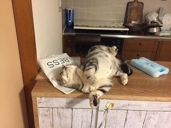 スリスリする猫