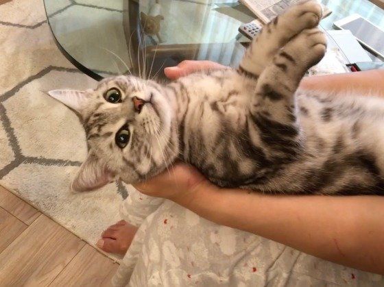 ヘソ天するアメリカンショートヘア