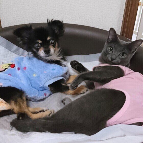 シャモちゃん（ロシアンブルー）