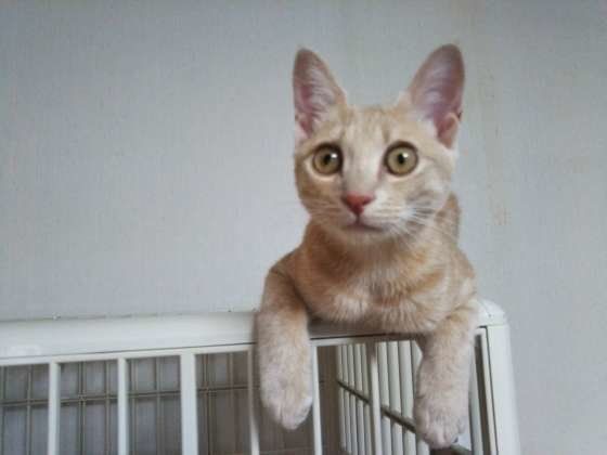 凛々しい茶トラ