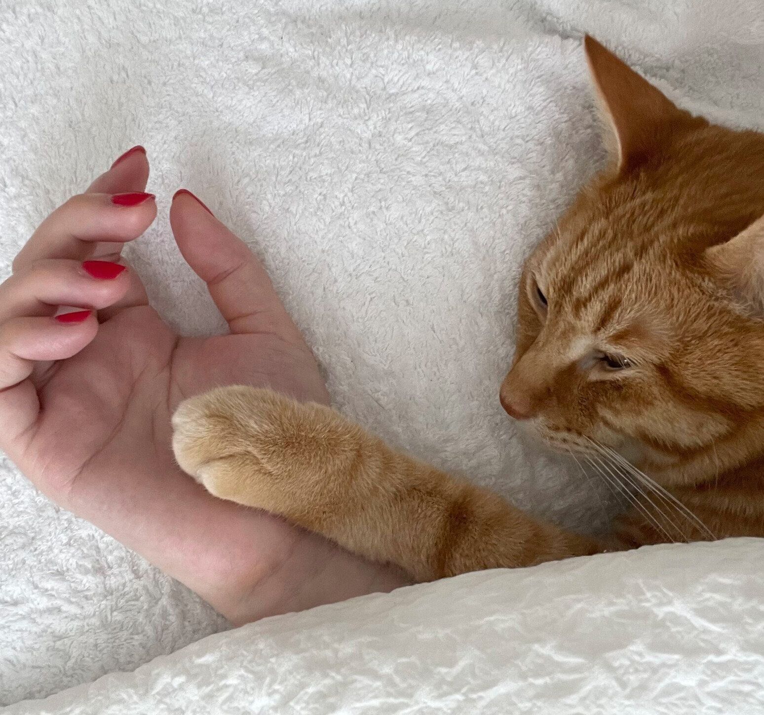 飼い主さんの手に前足を重ねる琥太郎くん