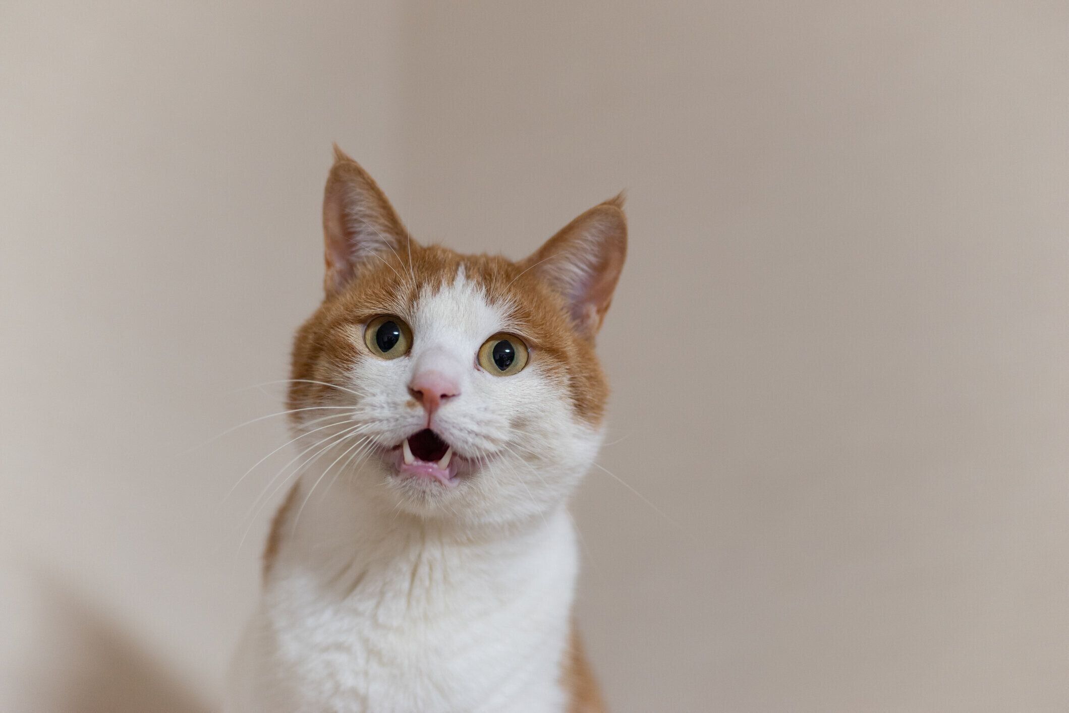 ニャーニャー鳴く猫