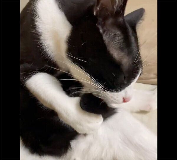 しっぽを掴むめいさん