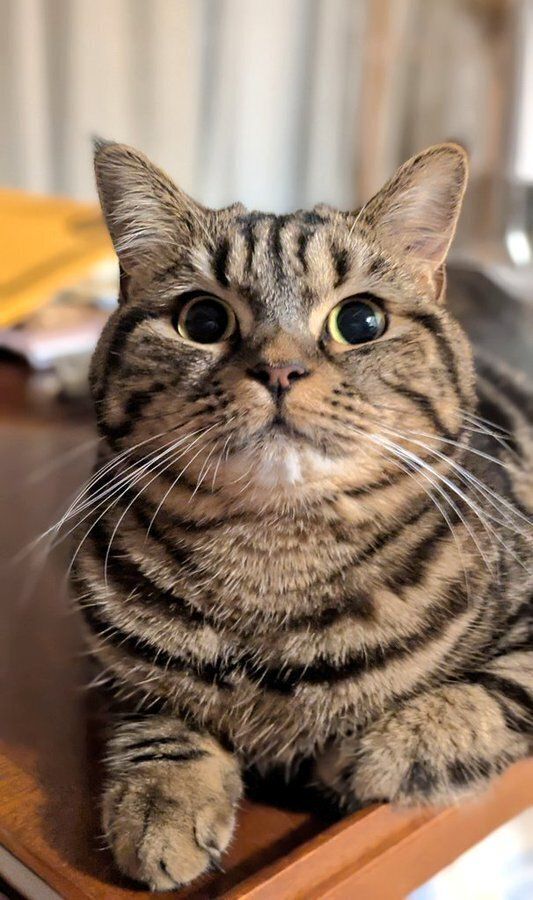 飼い主を見上げる猫