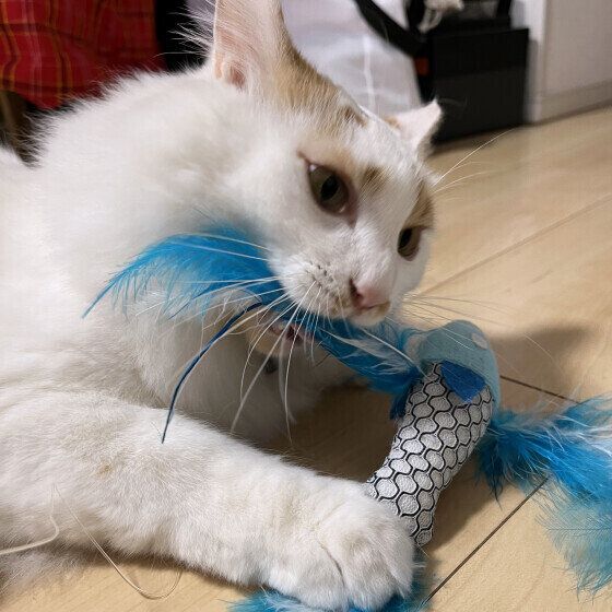 スコティッシュフォールドのたびくん