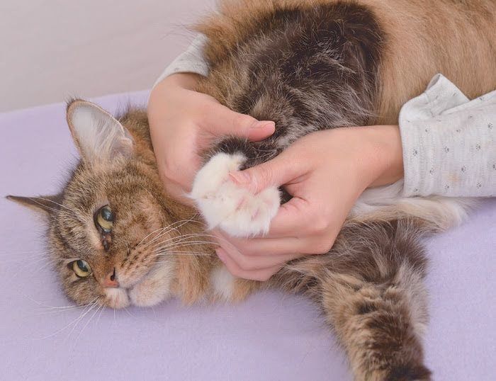 猫の興奮を抑えるマッサージ