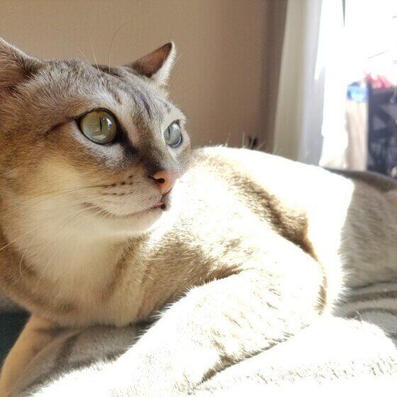 日向ぼっこ中のヤマトくん