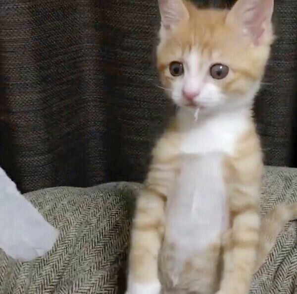テイッシュでイタズラをしたいなりくん