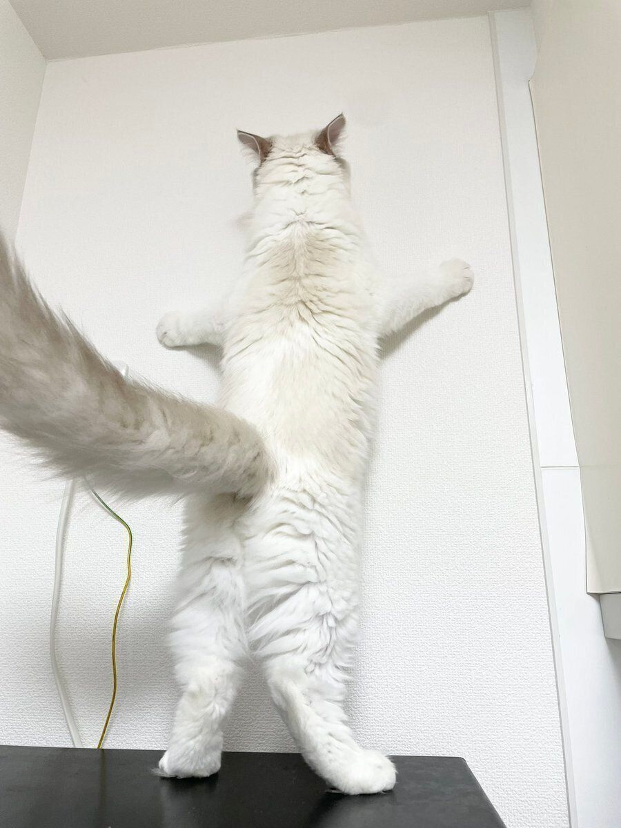 電子レンジの上に立ち上がるういくんの全体像