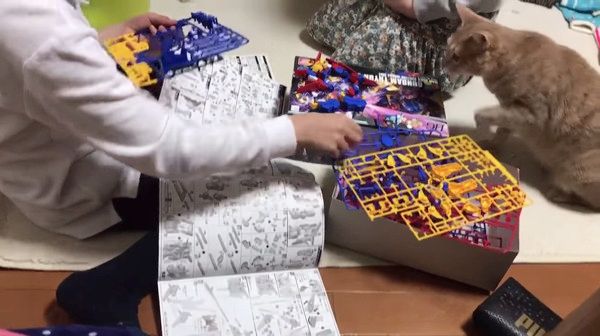 かまってほしい猫