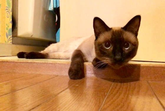 くつろぐシャム