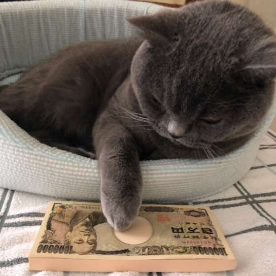 お金メモを見つめる猫（ブリティッシュショートヘア、オス）