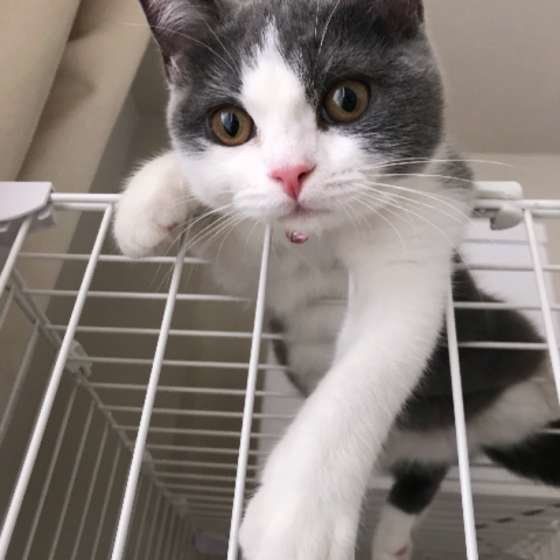 ケージにのぼるシェリーちゃん