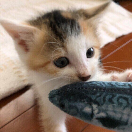 ぬいぐるみを見つめる猫