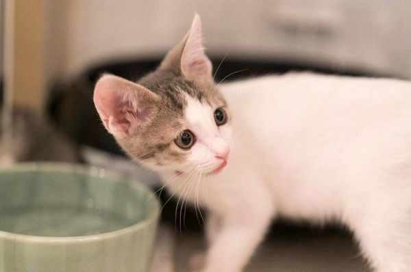 元保護猫・ナナちゃん