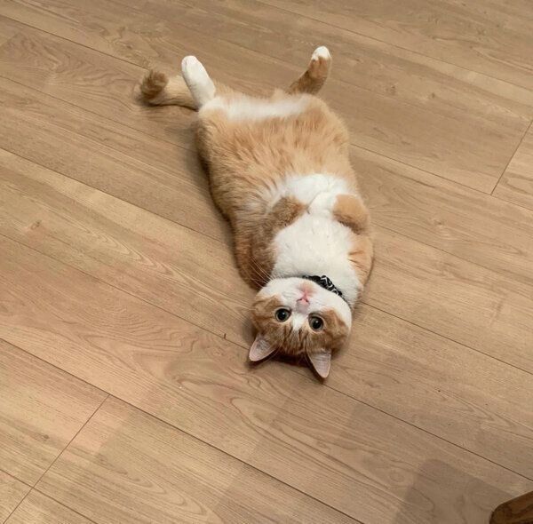 ヘソ天で見つめてくるぽんたくん