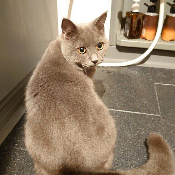 お風呂場にきたブリティッシュショートヘア