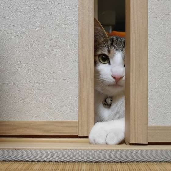 監視するキジトラ