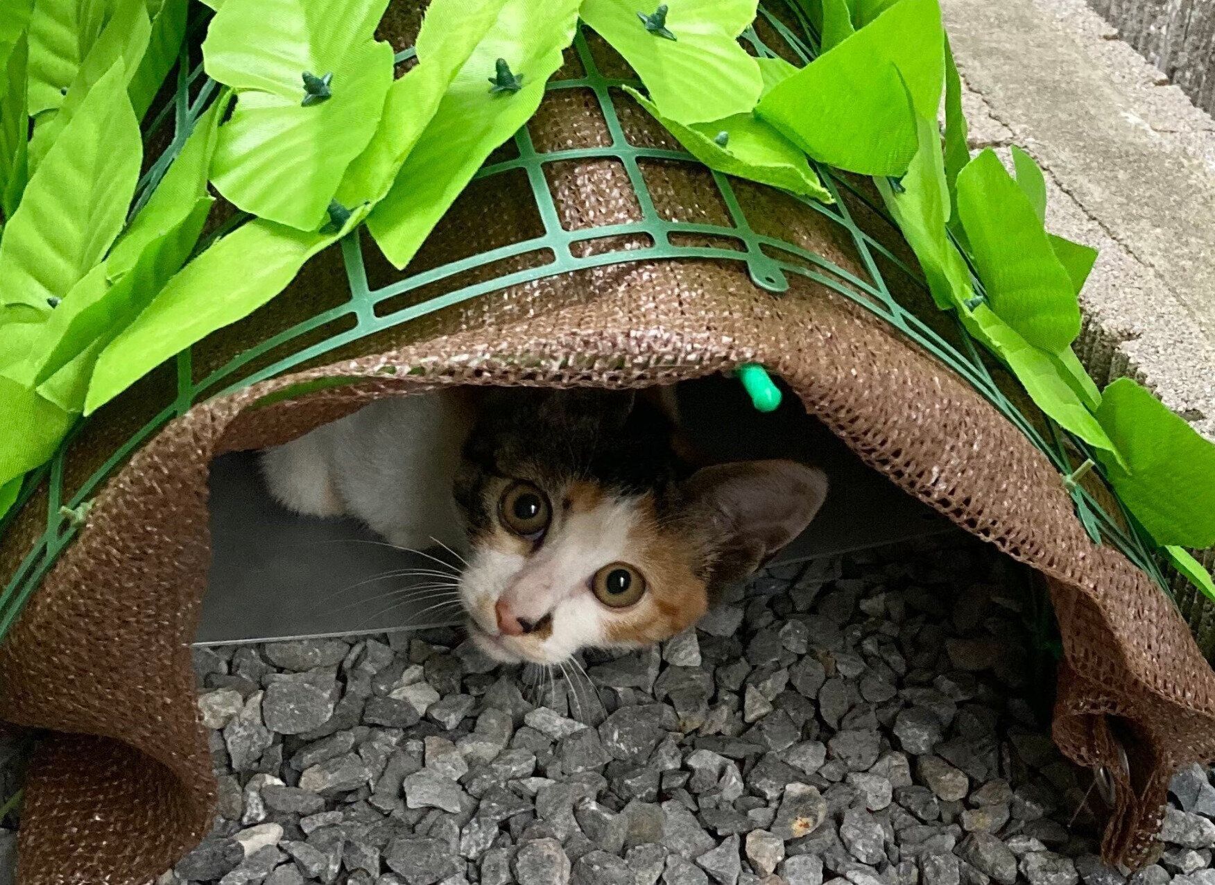 野良猫時代のむすびちゃん