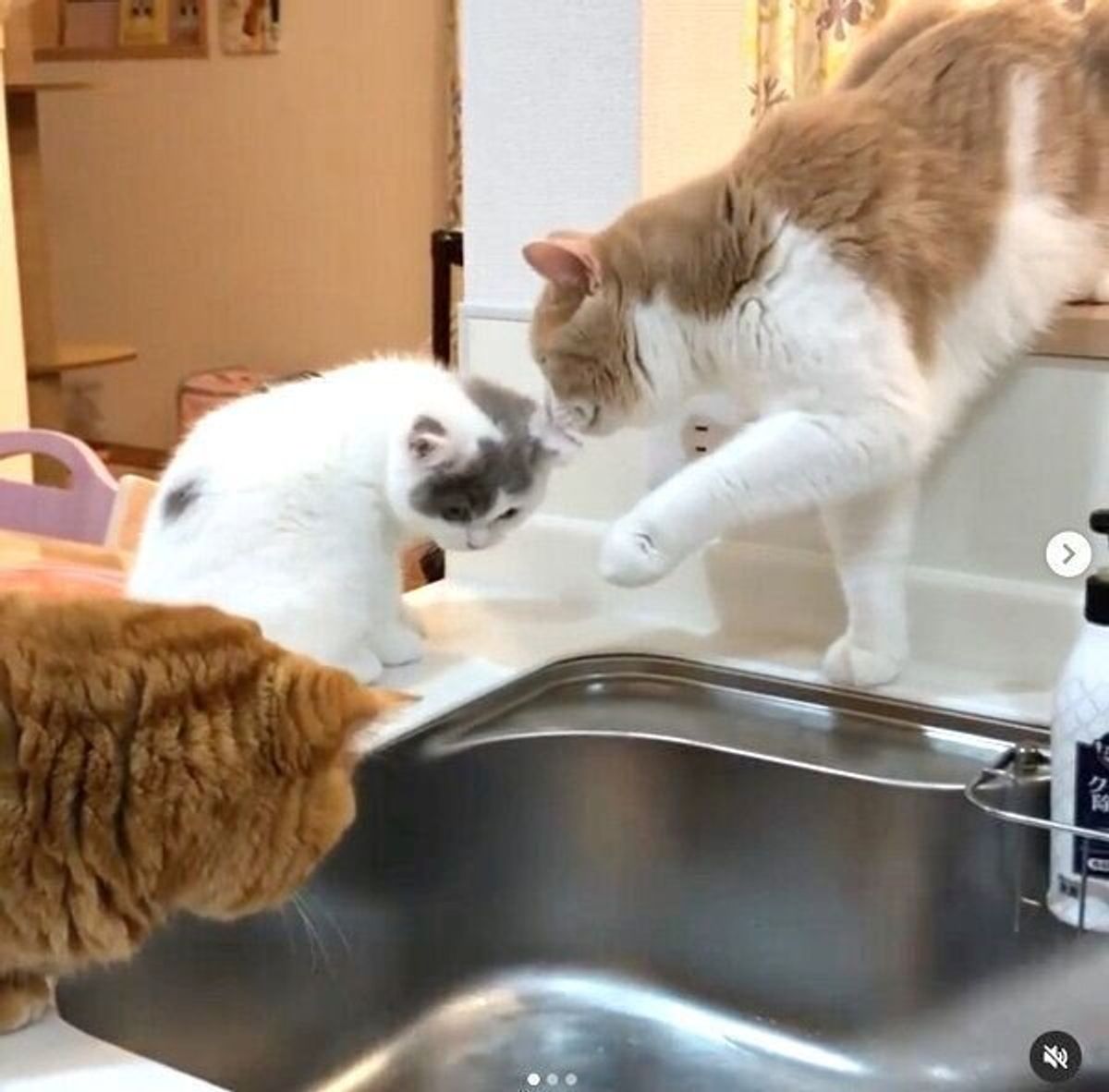 新入り猫に 上下関係 を叩き込む先輩猫と 水に夢中な新入り猫 キッチンで繰り広げられる行動が笑える ねこのきもちweb Magazine 新入り猫に 上下関係 を叩き込む先輩猫と 水に夢中な新入り猫 キッチンで繰り広げられる行動が笑える ねこのきもちweb Magazine